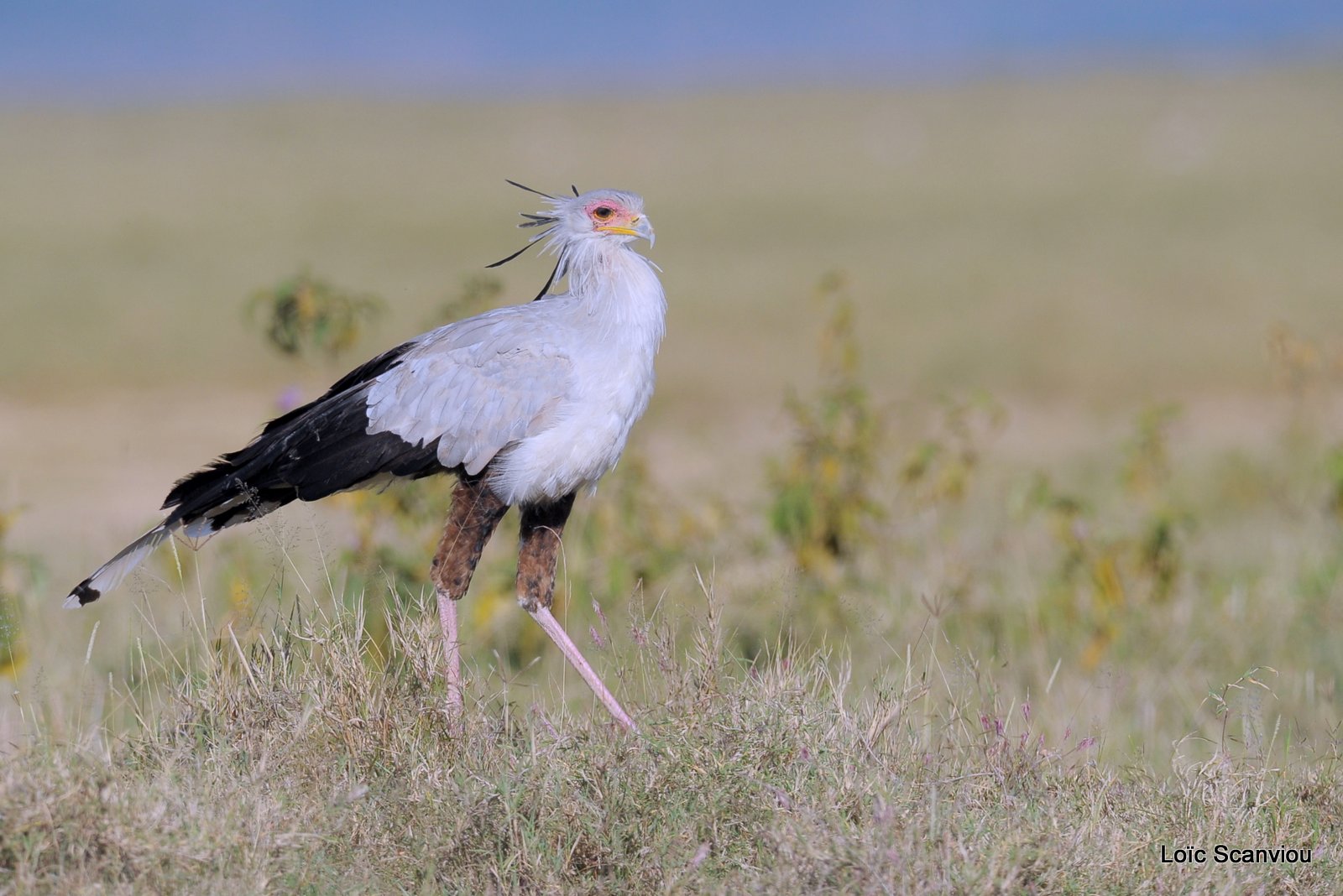 Messager sagittaire/Secretary Bird (4)