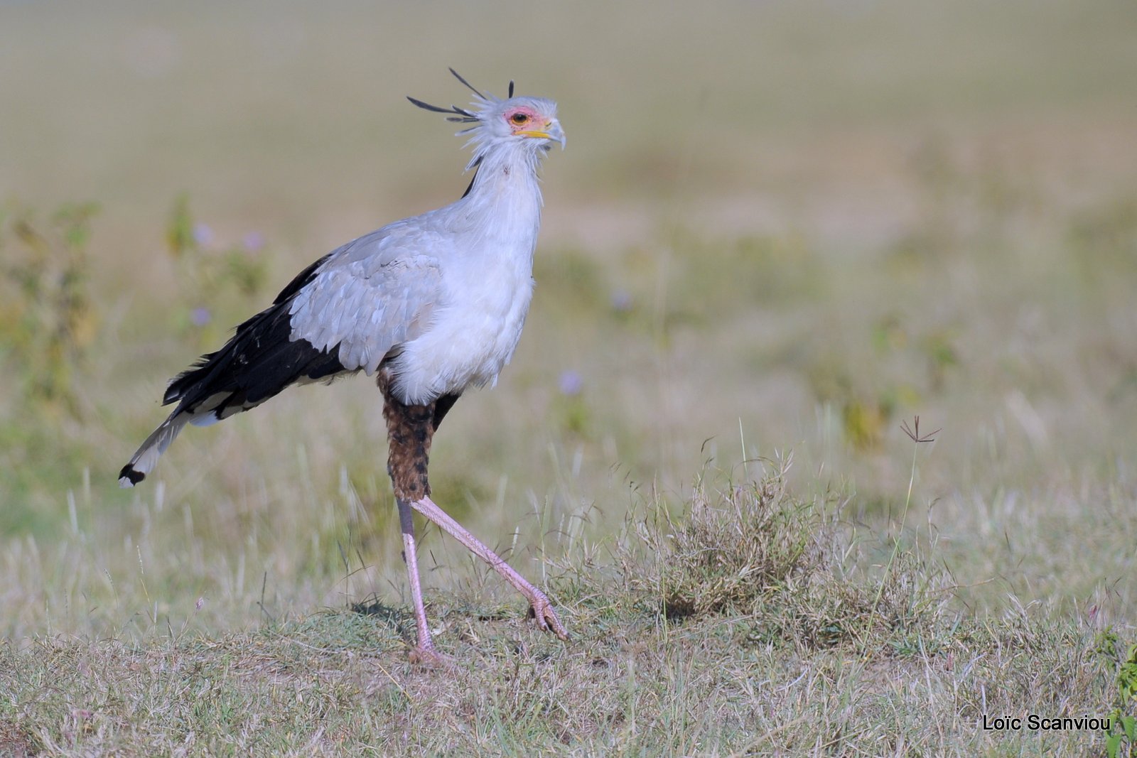 Messager sagittaire/Secretary Bird (5)