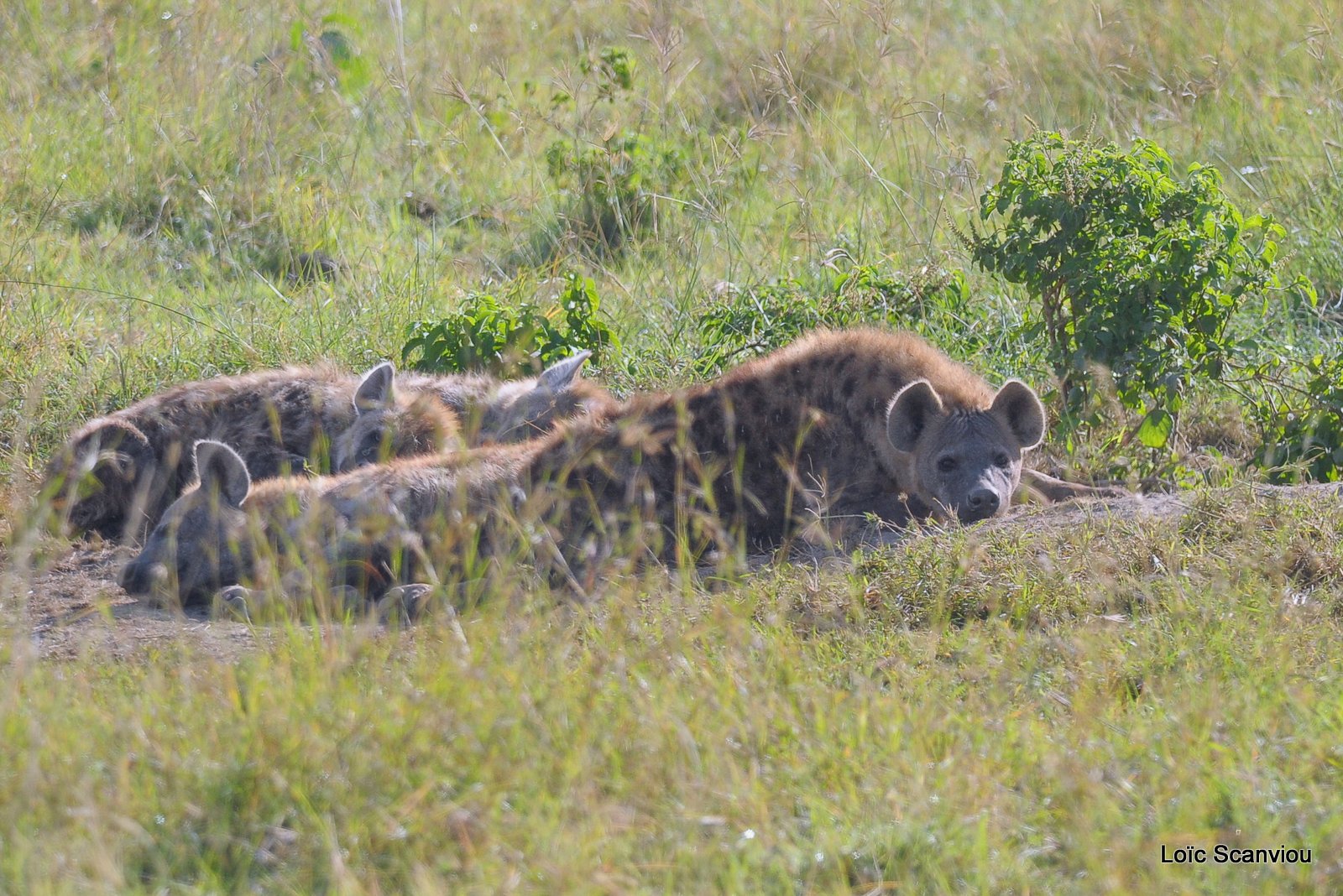 Hyène tachetée/Spotted Hyena (9)