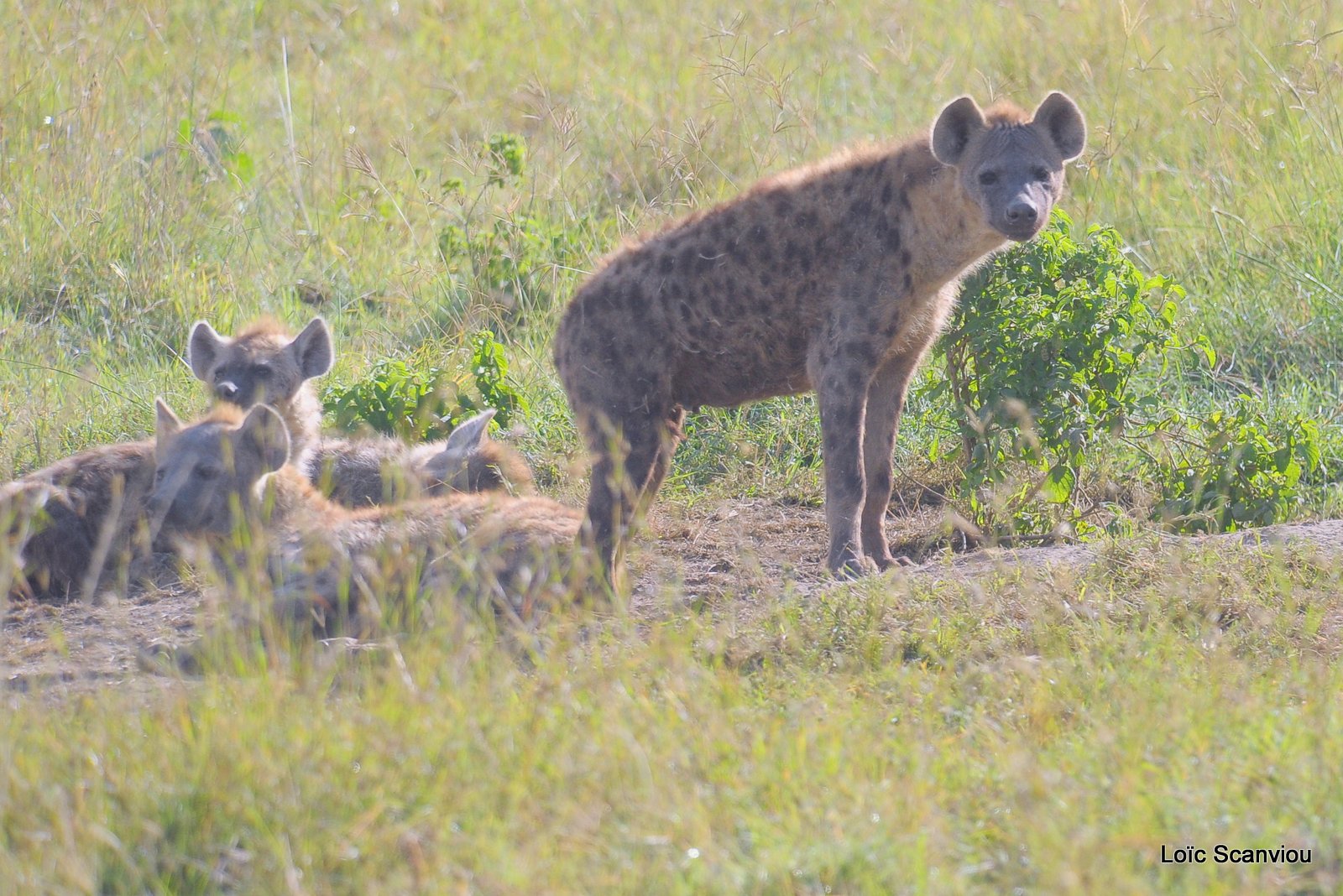 Hyène tachetée/Spotted Hyena (10)
