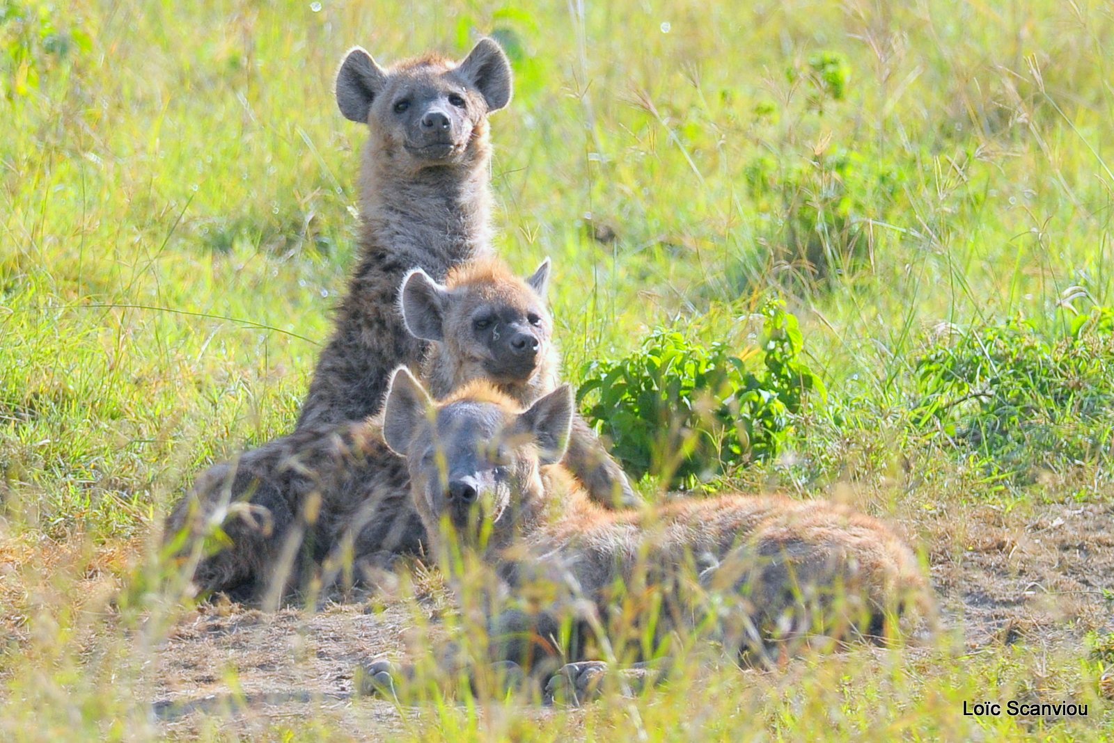 Hyène tachetée/Spotted Hyena (11)
