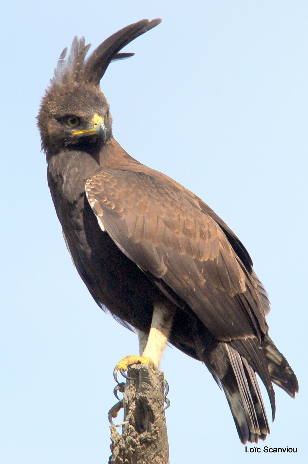Aigle huppard/Long-crested Eagle (4)