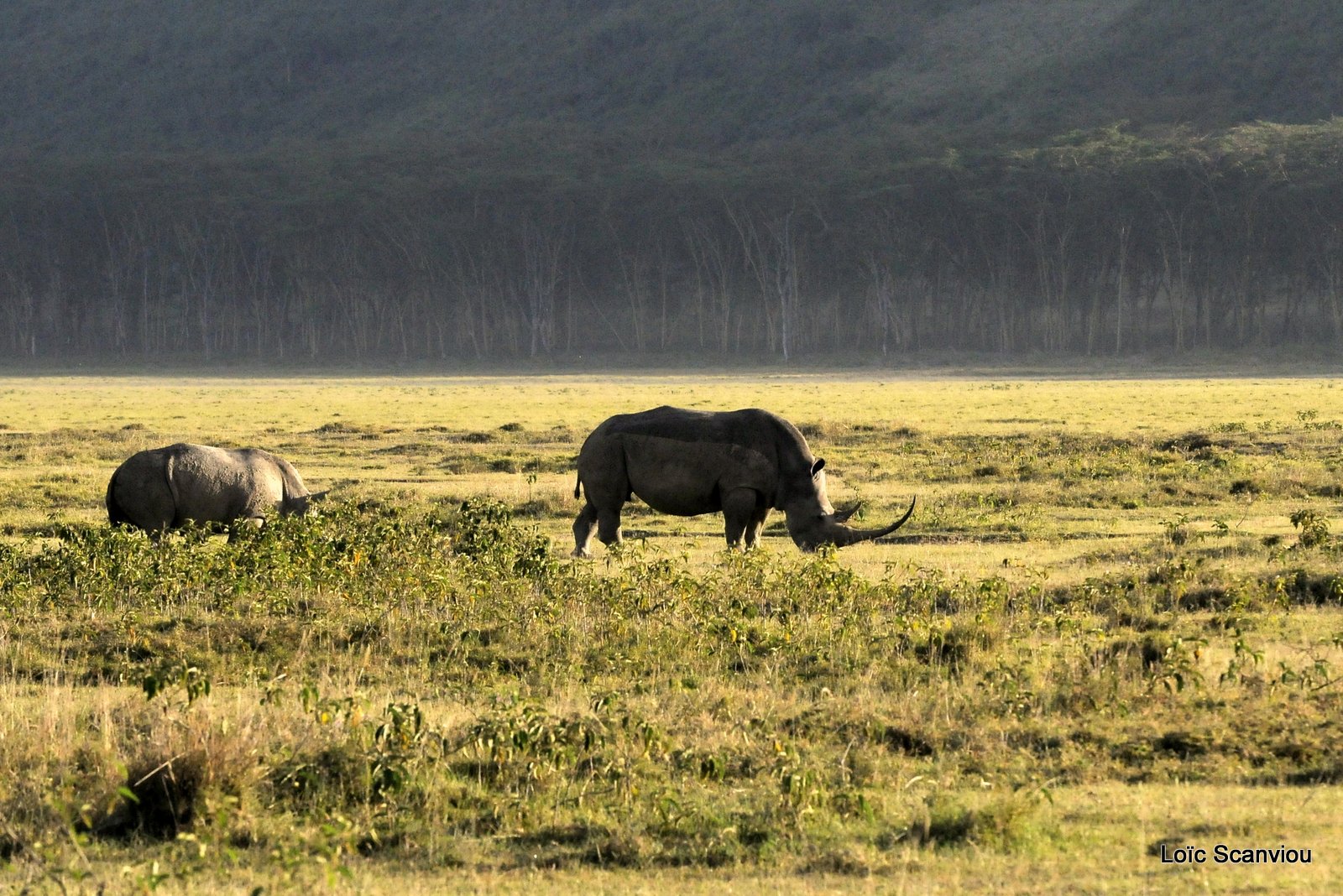 Rhinocéros blanc/White Rhino (1)