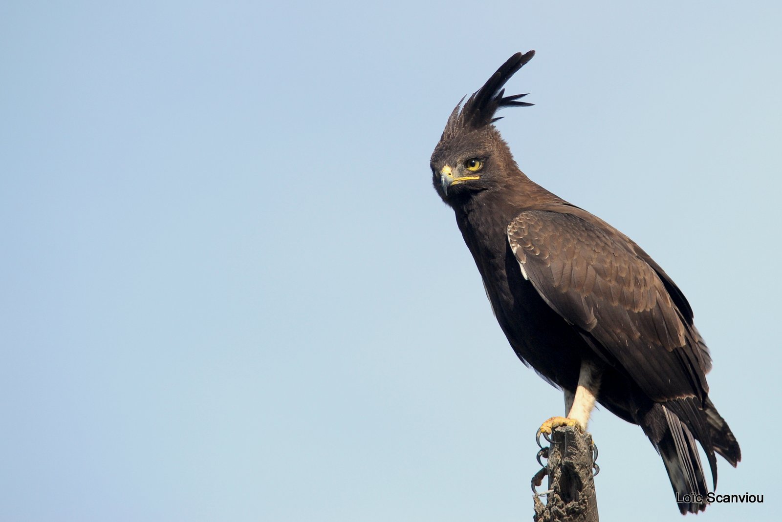 Aigle huppard/Long-crested Eagle (5)