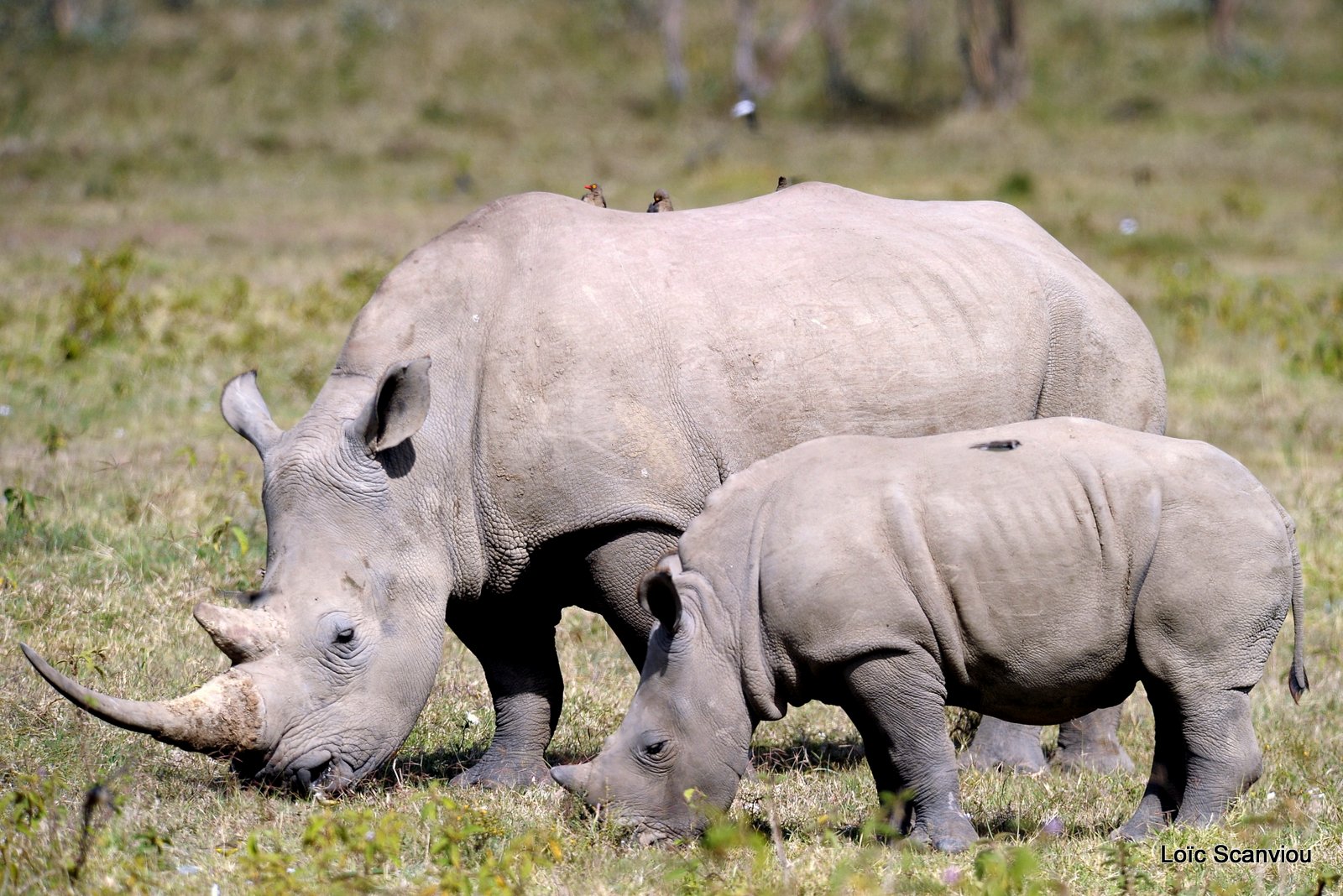 Rhinocéros blanc/White Rhino (15)