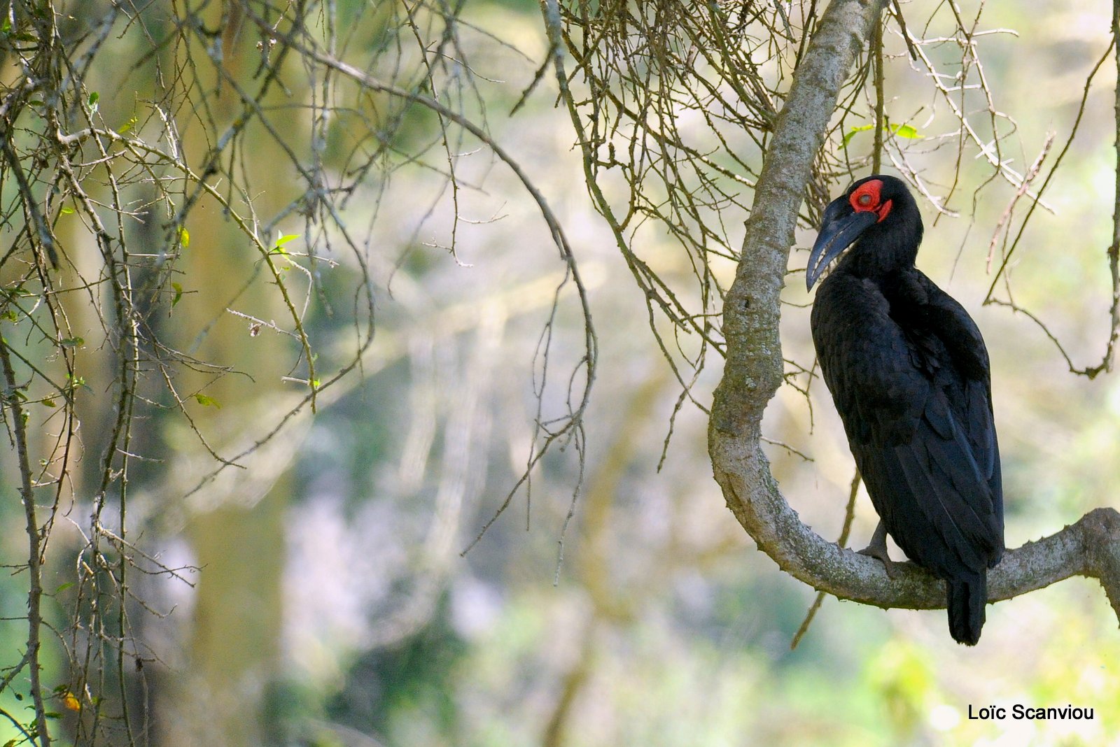 Bucorve/Ground Hornbill (1)