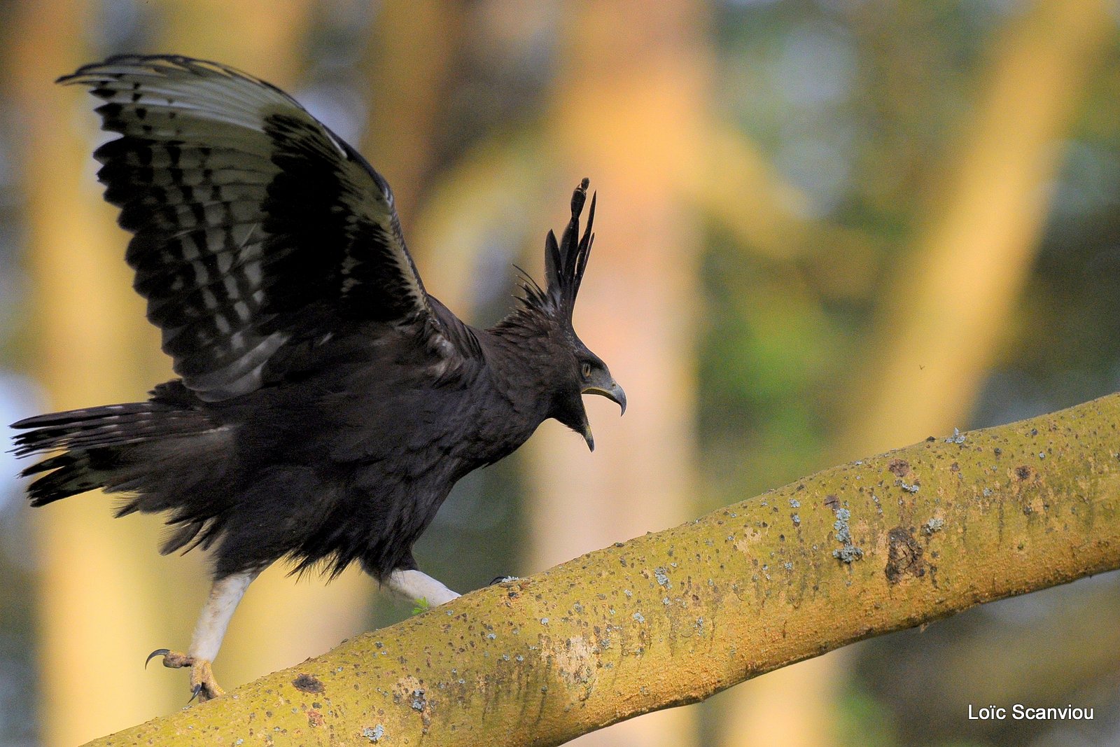 Aigle huppard/Long-crested Eagle (7)