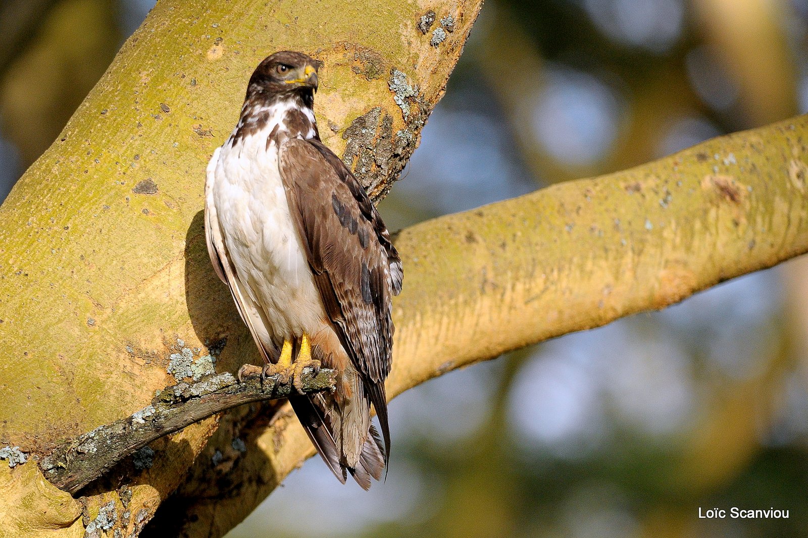 Buse augure/Augur Buzzard (6)