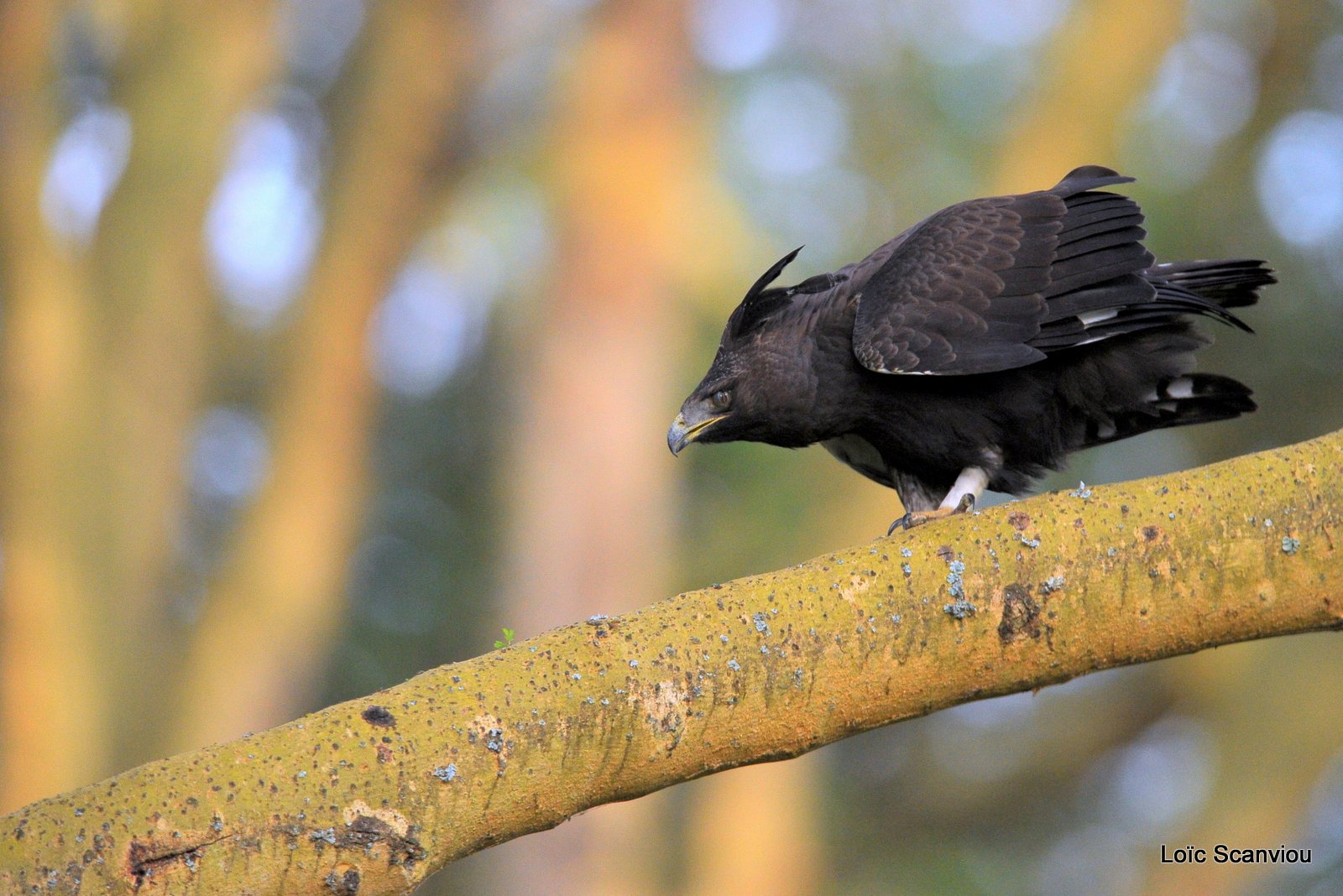 Aigle huppard/Long-crested Eagle (8)