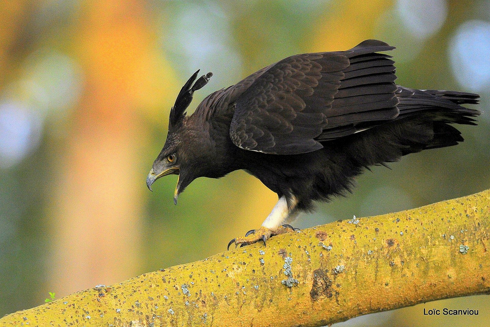 Aigle huppard/Long-crested Eagle (9)