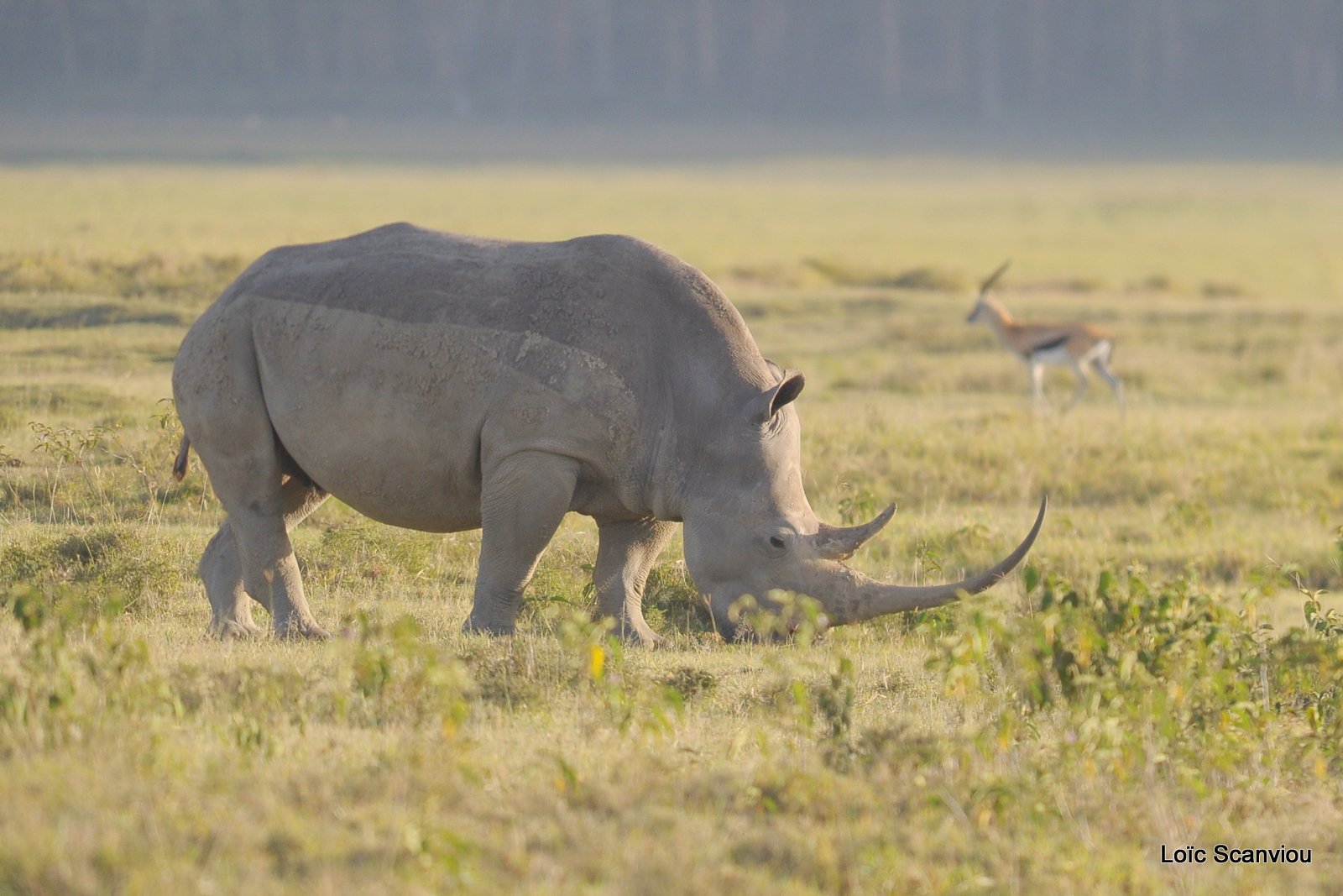 Rhinocéros blanc/White Rhino (16)