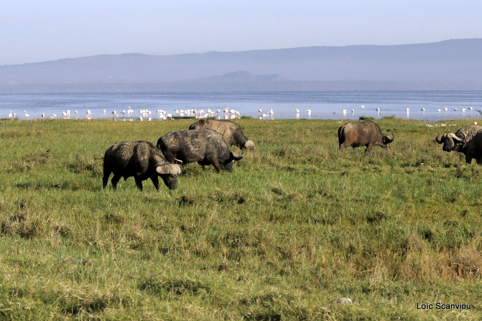 Buffle du Cap/Cape Buffalo (24)
