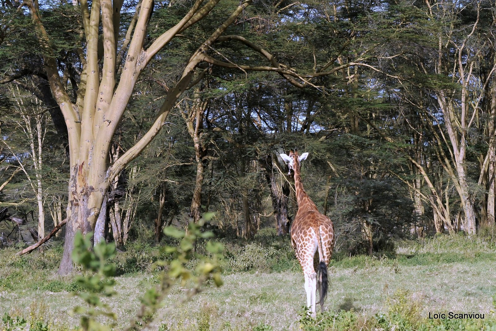 Girafe/Giraffe (2)