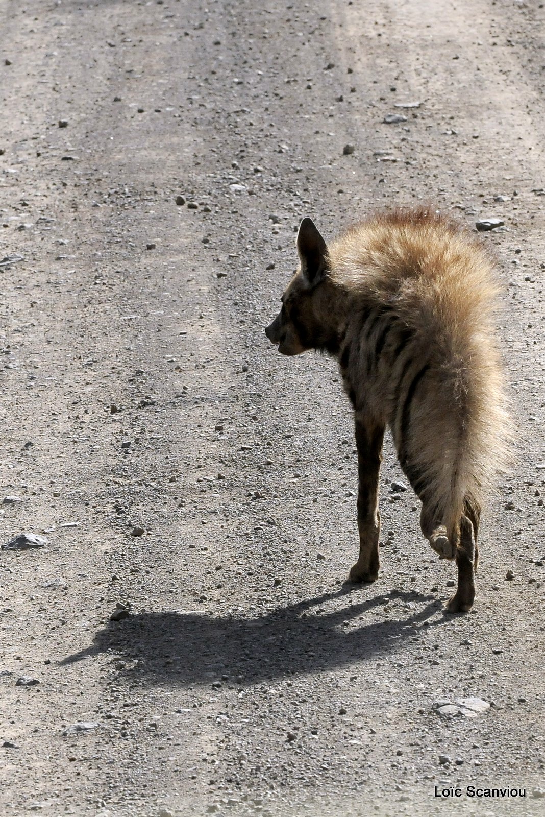 Hyène rayée/Striped Hyena (1)