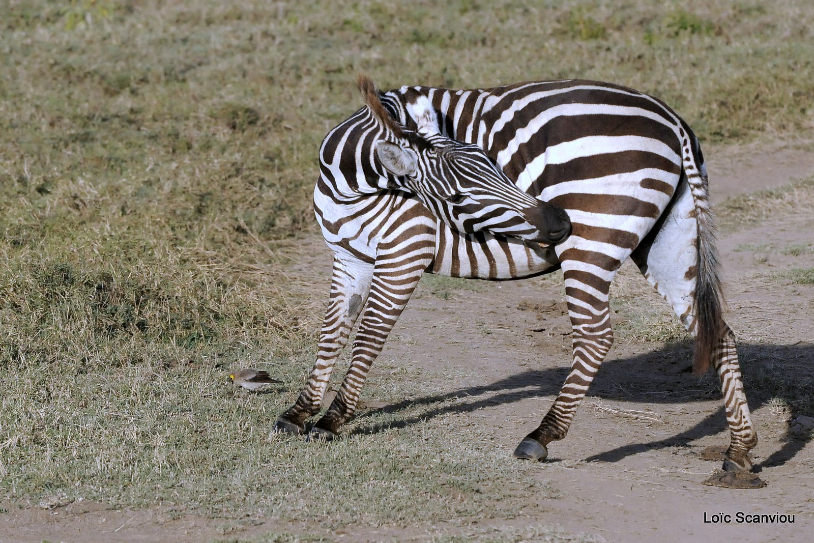 Zèbre/Zebra (5)