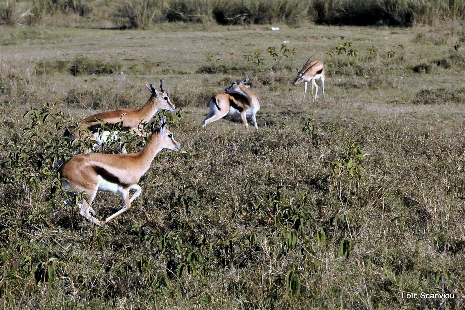 Gazelle de Thomson/Thomson's Gazelle (1)