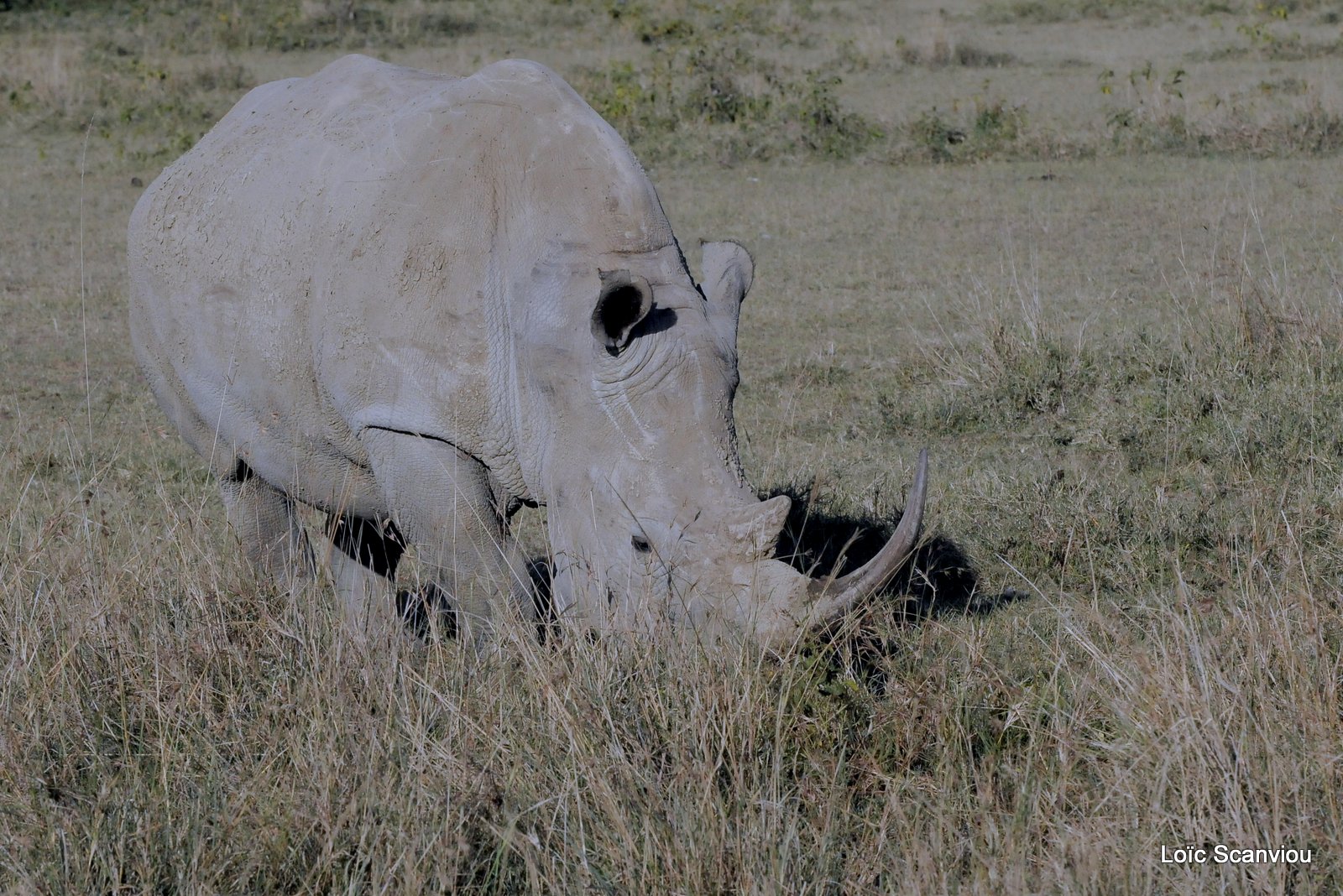 Rhinocéros blanc/White Rhino (2)