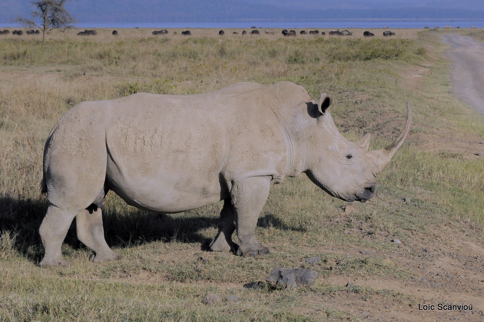 Rhinocéros blanc/White Rhino (4)