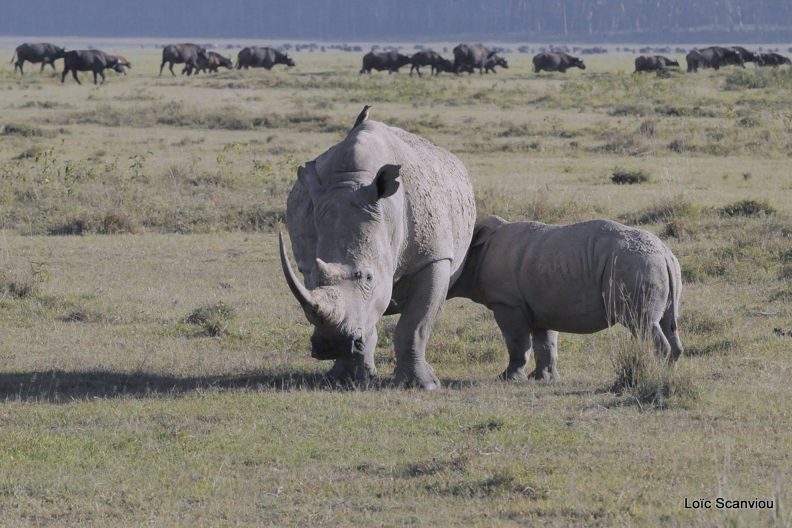 Rhinocéros blanc/White Rhino (5)