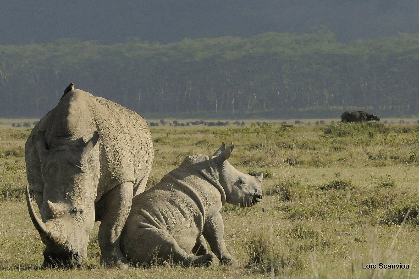 Rhinocéros blanc/White Rhino (6)