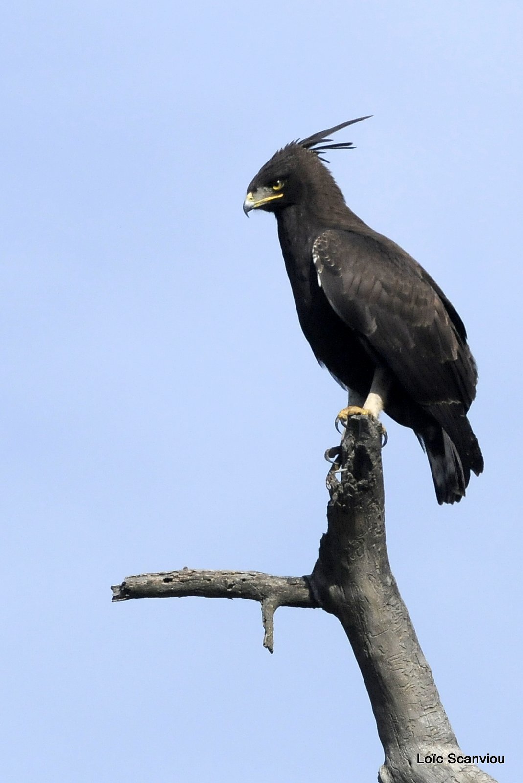 Aigle huppard/Long-crested Eagle (1)