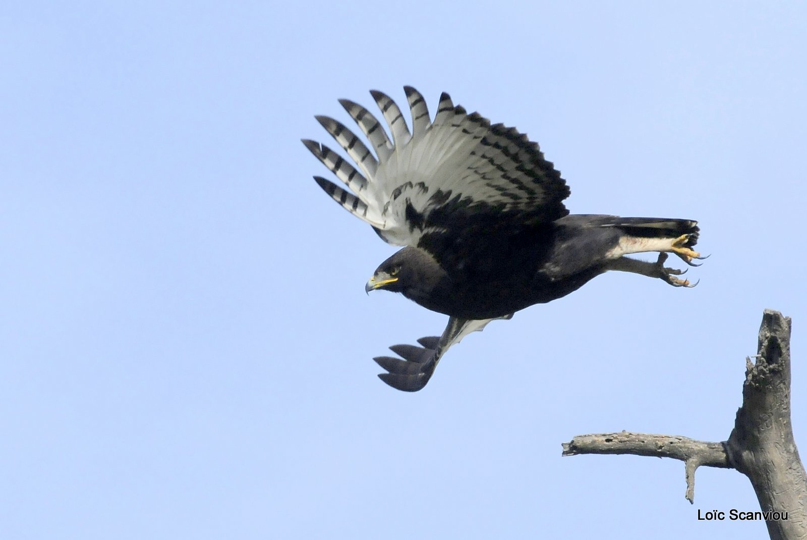 Aigle huppard/Long-crested Eagle (2)