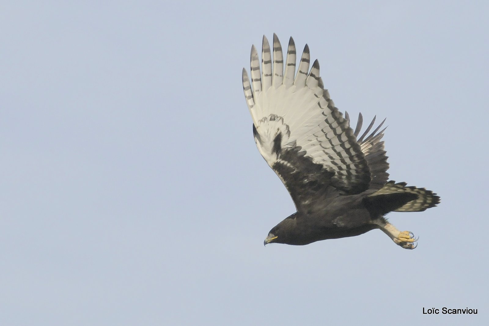 Aigle huppard/Long-crested Eagle (3)