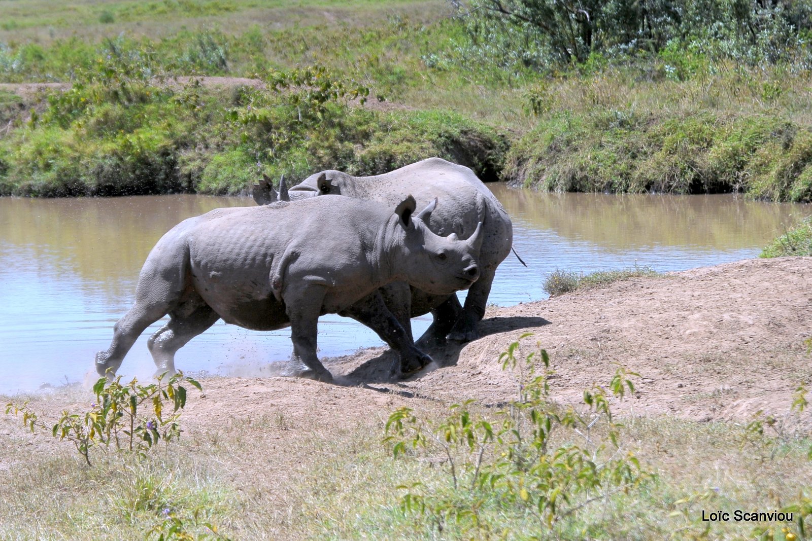 Rhinocéros noir/Black Rhino (1)