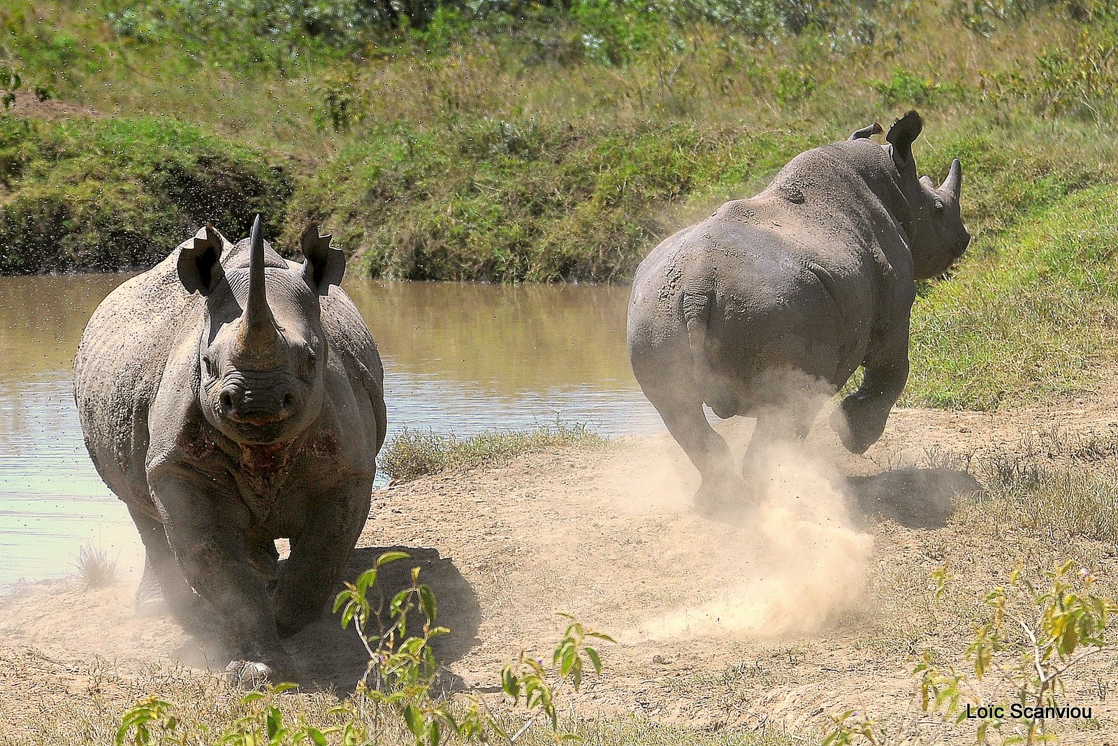 Rhinocéros noir/Black Rhino (2)
