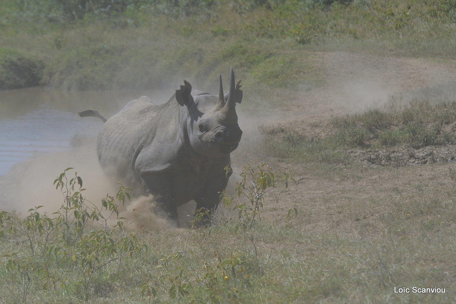 Rhinocéros noir/Black Rhino (4)