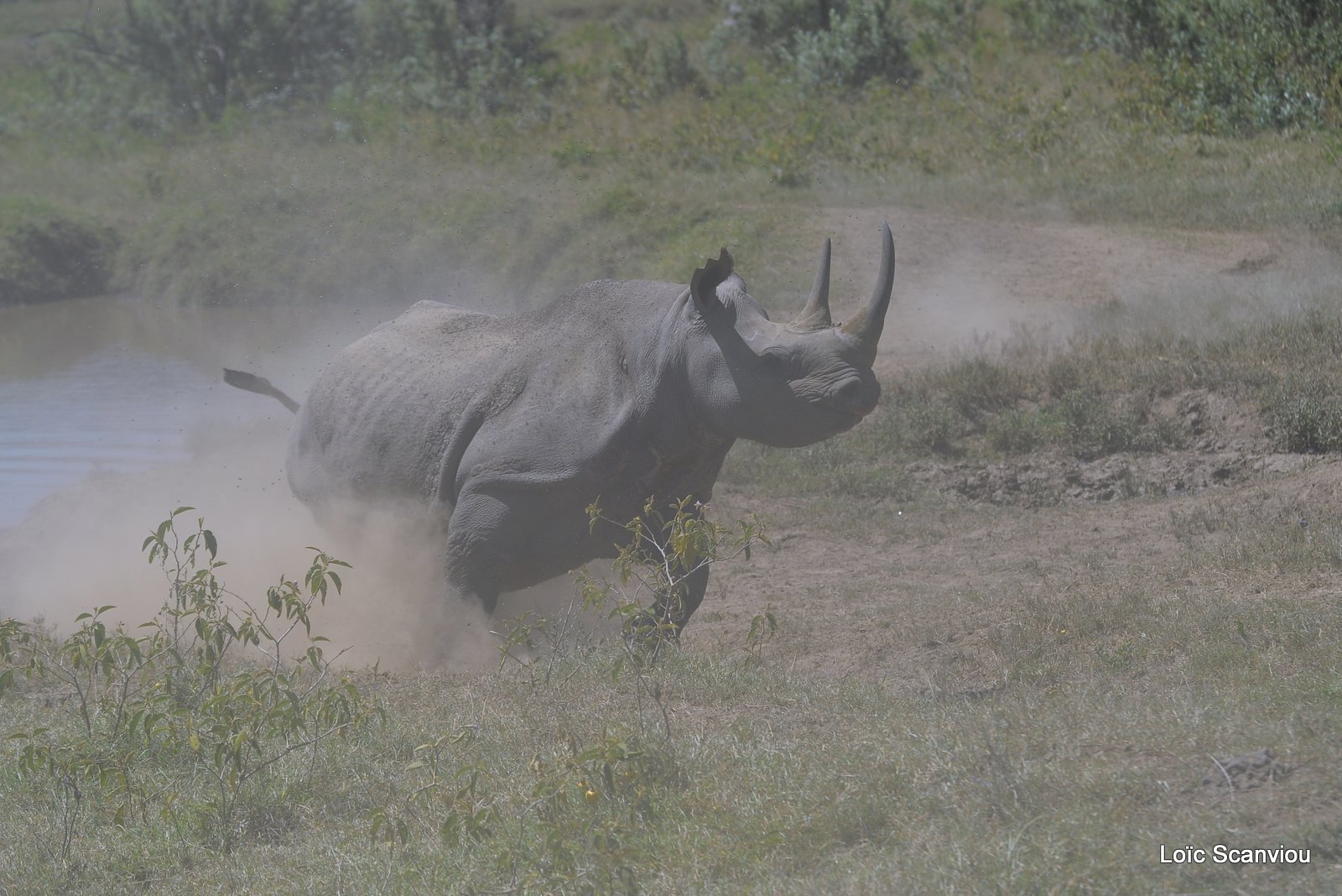 Rhinocéros noir/Black Rhino (5)