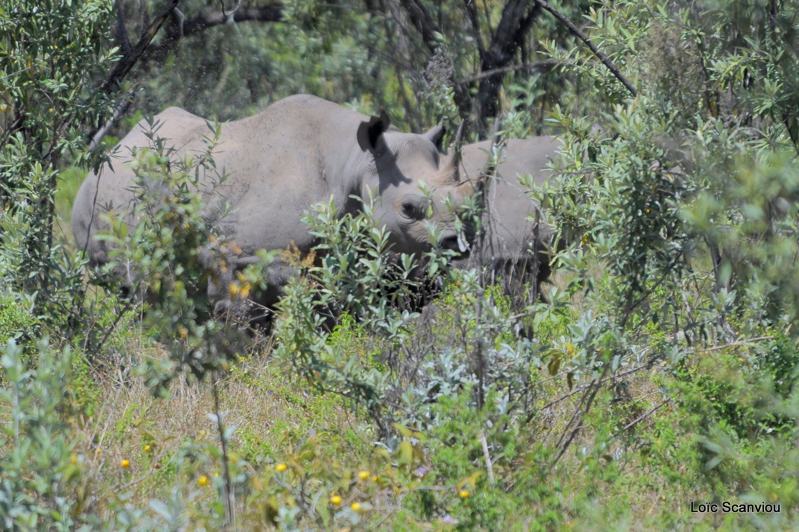 Rhinocéros noir/Black Rhino (6)