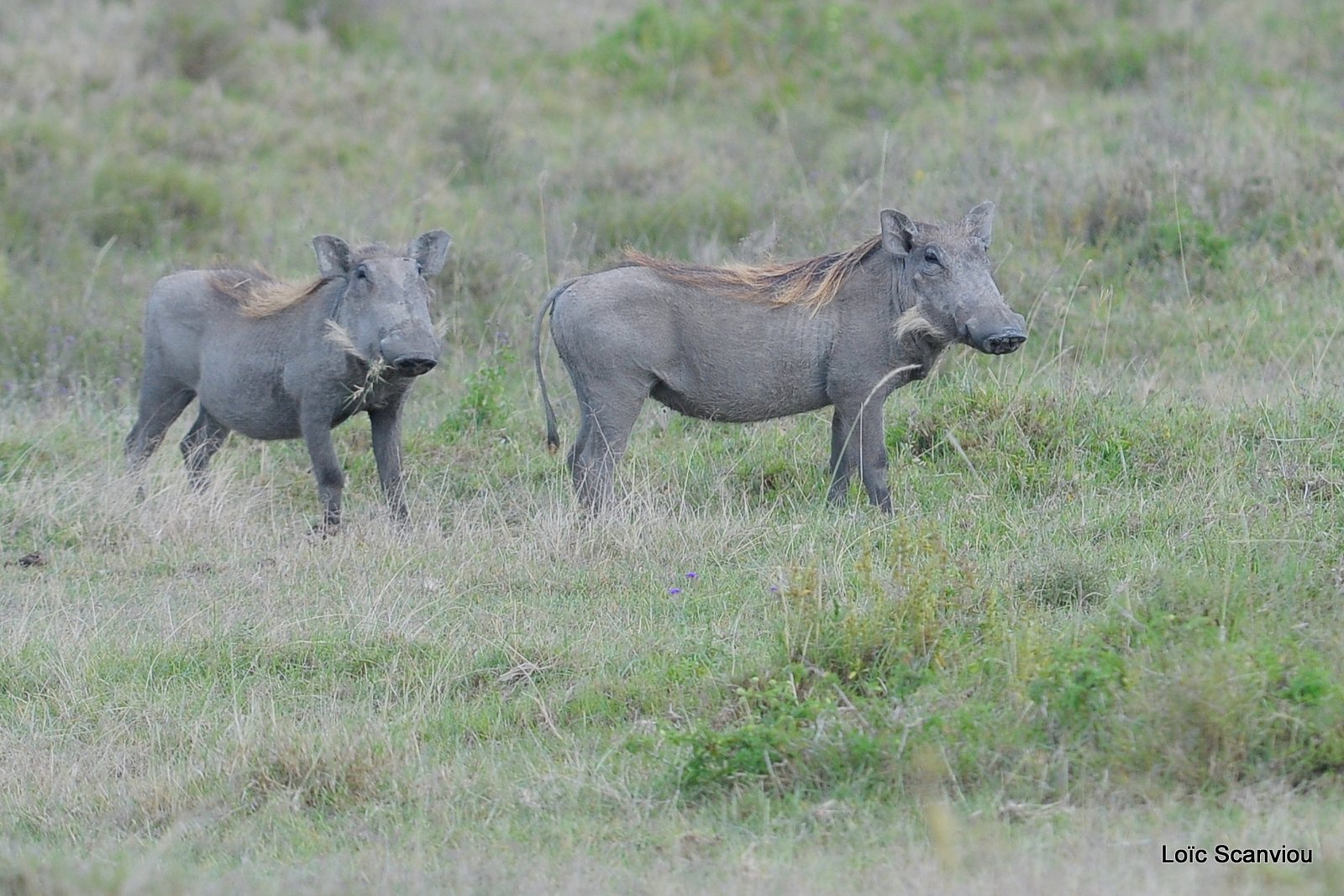 Phacochère/Warthog (1)