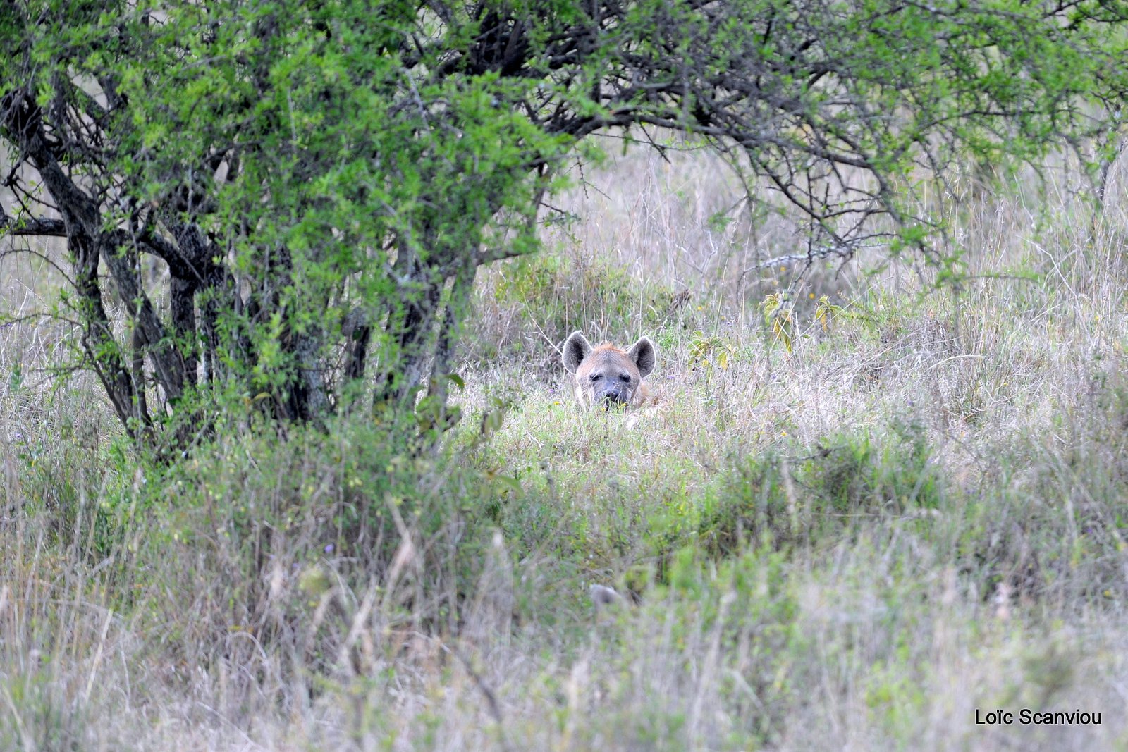 Hyène tachetée/Spotted Hyena (1)