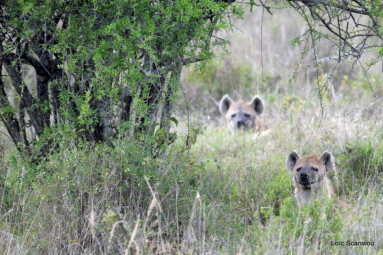 Hyène tachetée/Spotted Hyena (2)