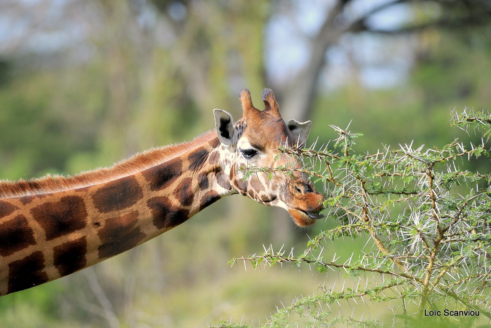 Girafe/Giraffe (7)
