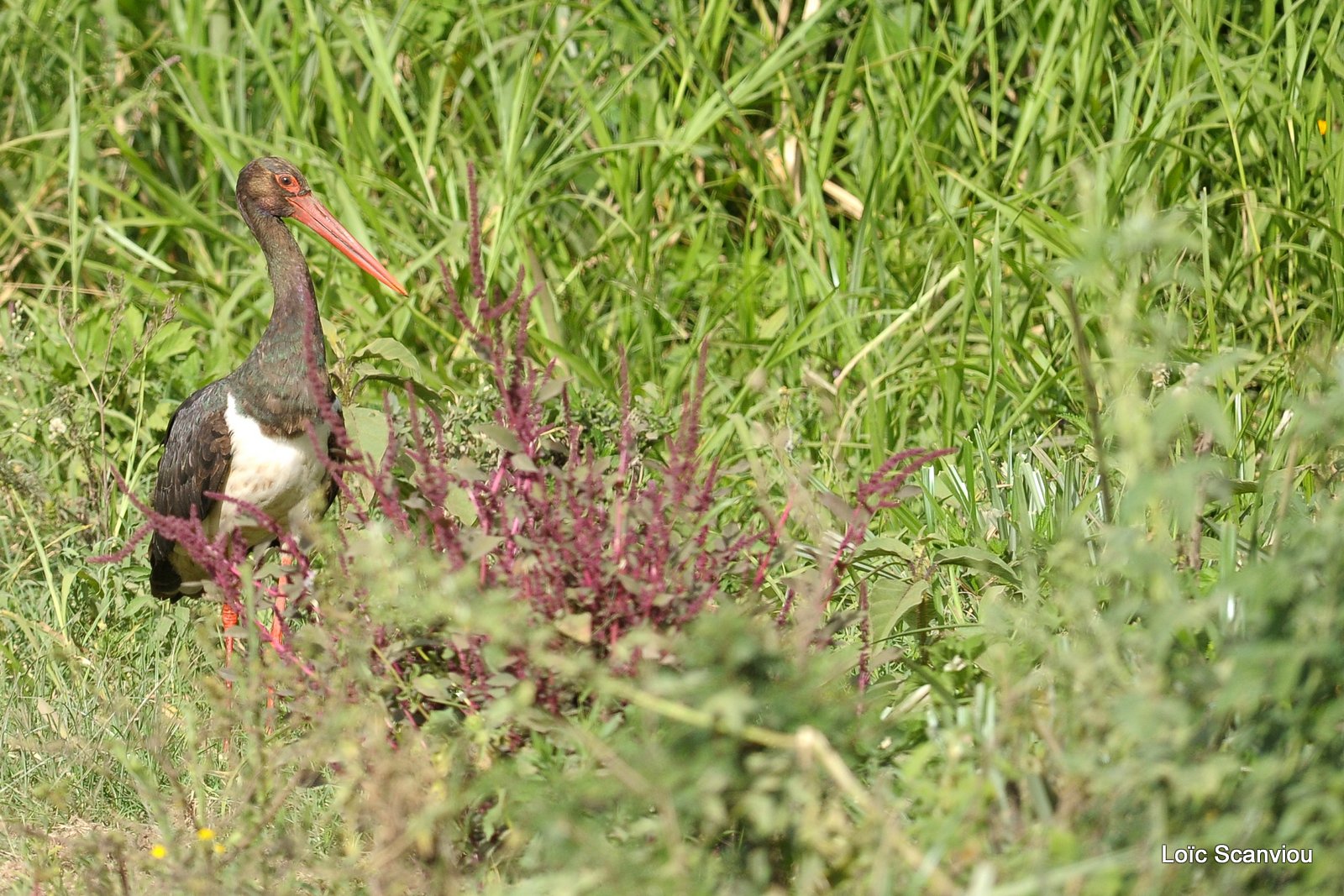 Nakuru 2013 (59)