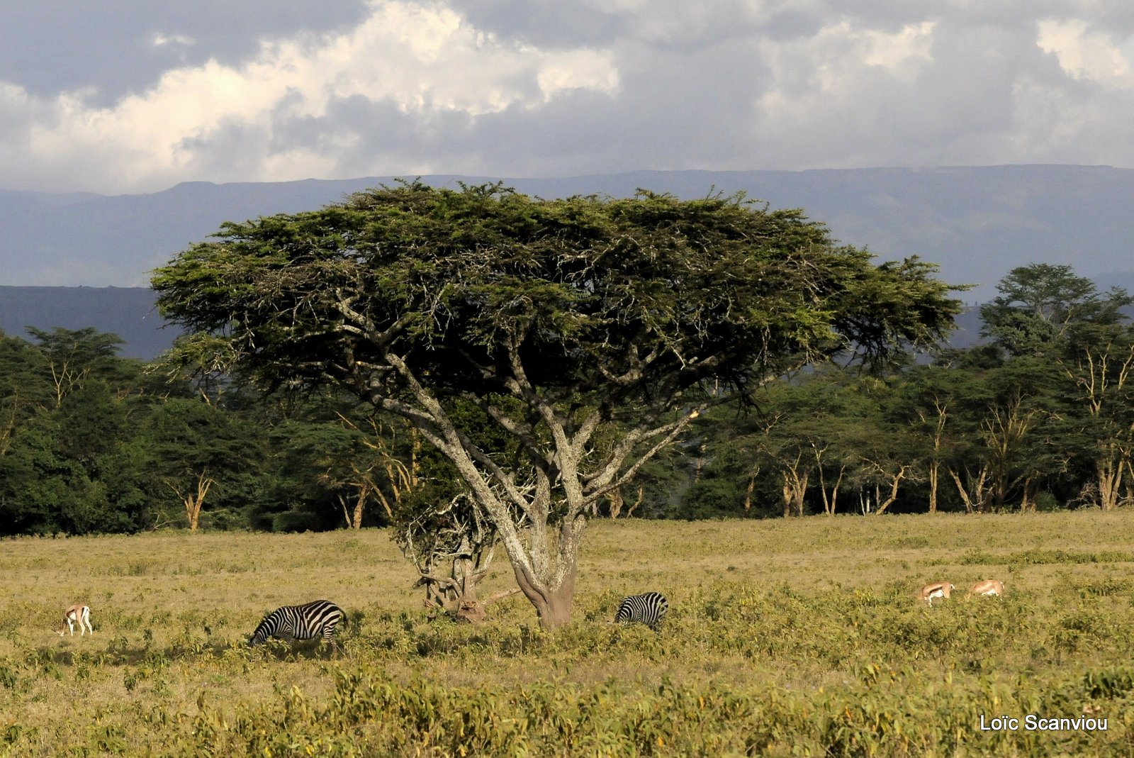 Nakuru (2)