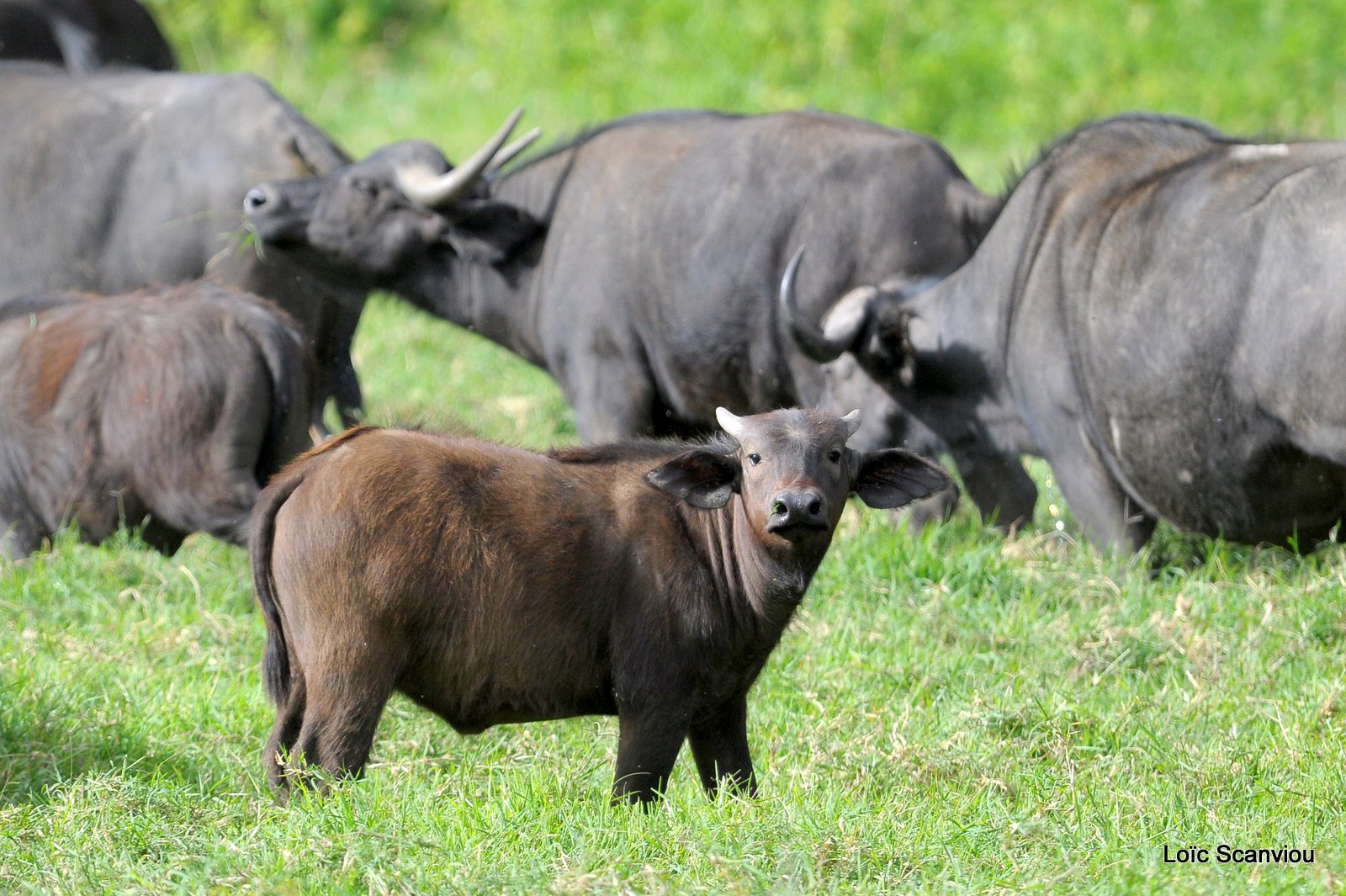 Buffle du Cap/Cape Buffalo (7)
