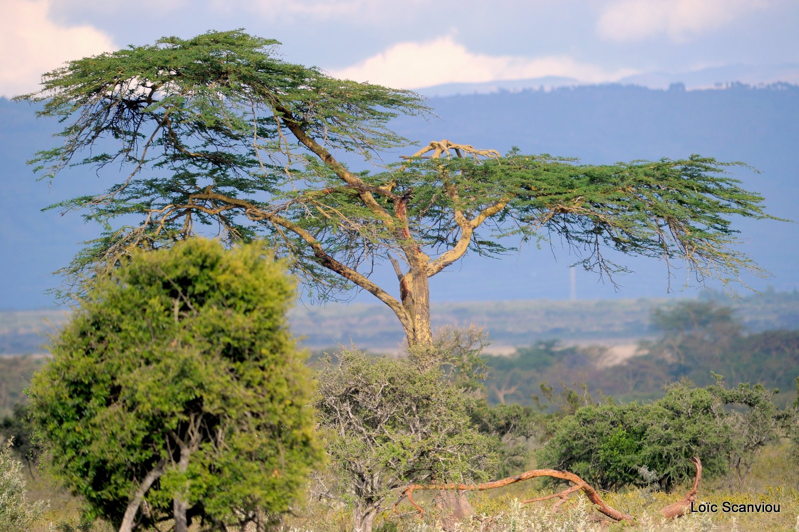 Nakuru (9)