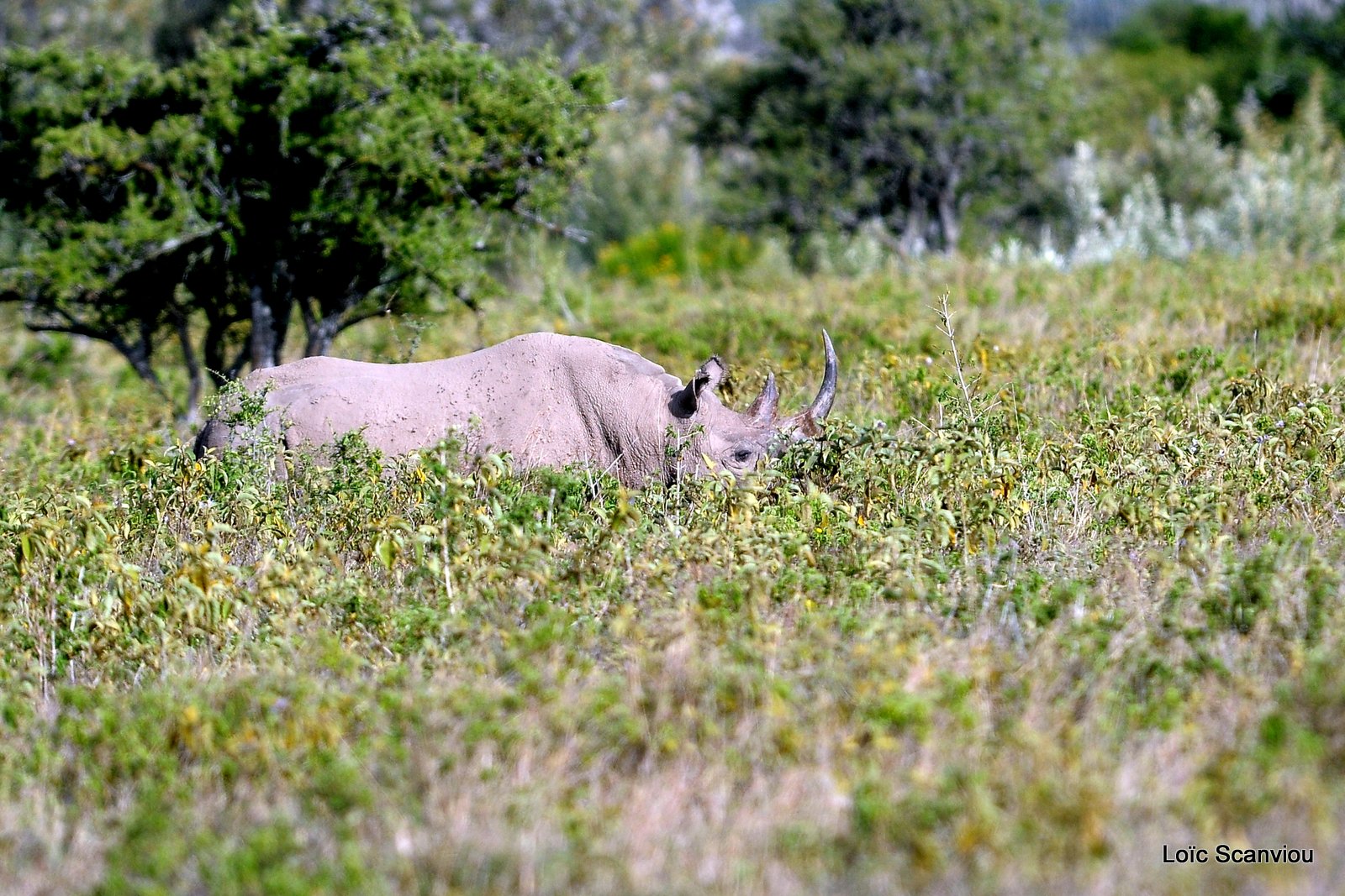 Rhinocéros noir/Black Rhino (7)