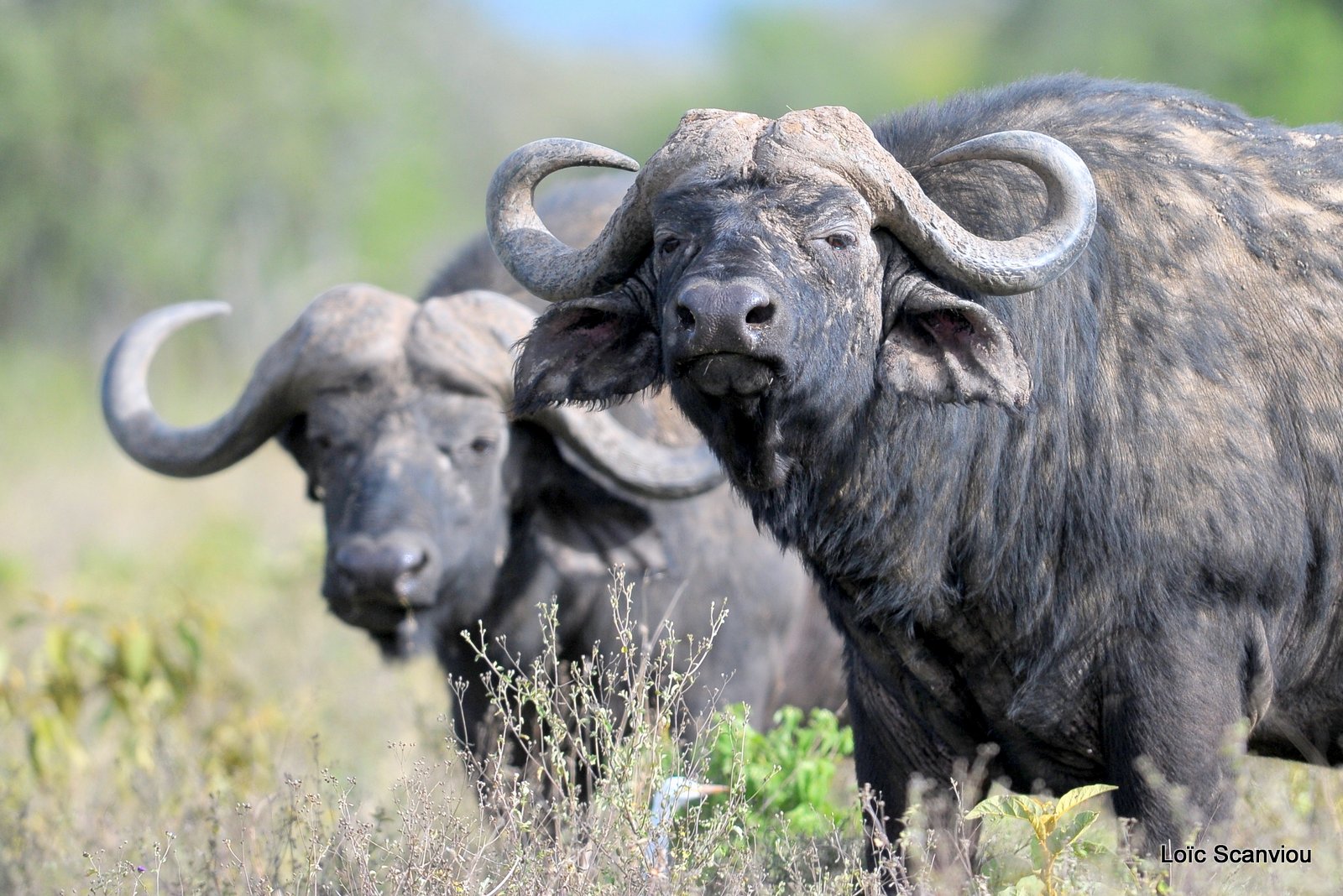 Buffle du Cap/Cape Buffalo (8)