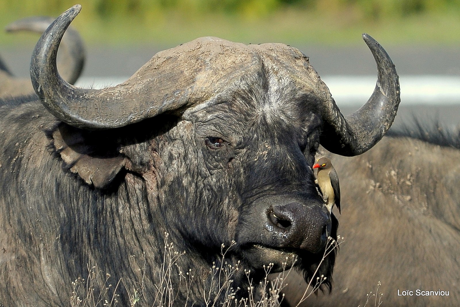 Buffle du Cap/Cape Buffalo (9)