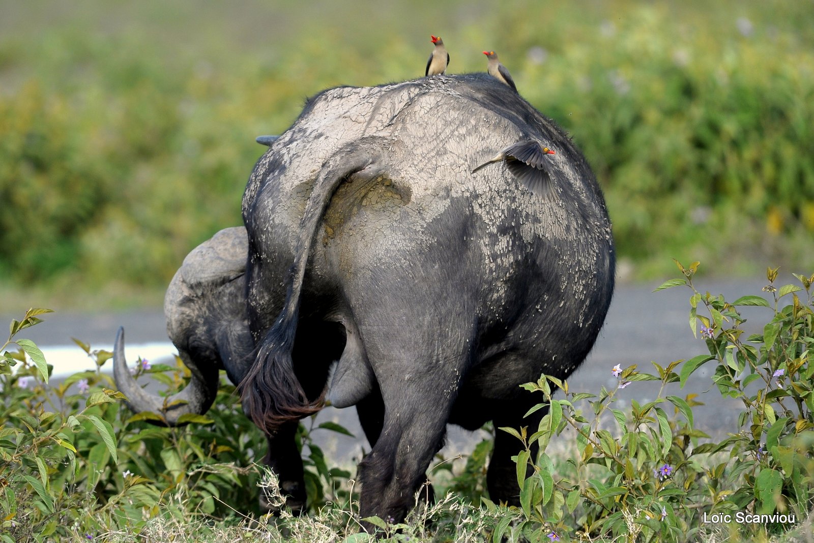 Buffle du Cap/Cape Buffalo (11)