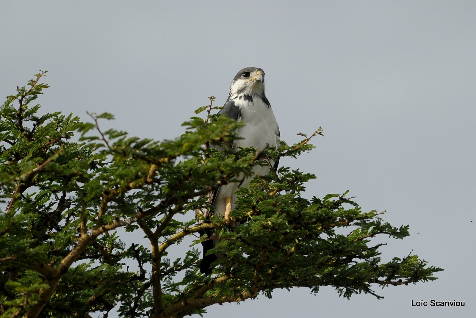 Buse augure/Augur Buzzard (2)