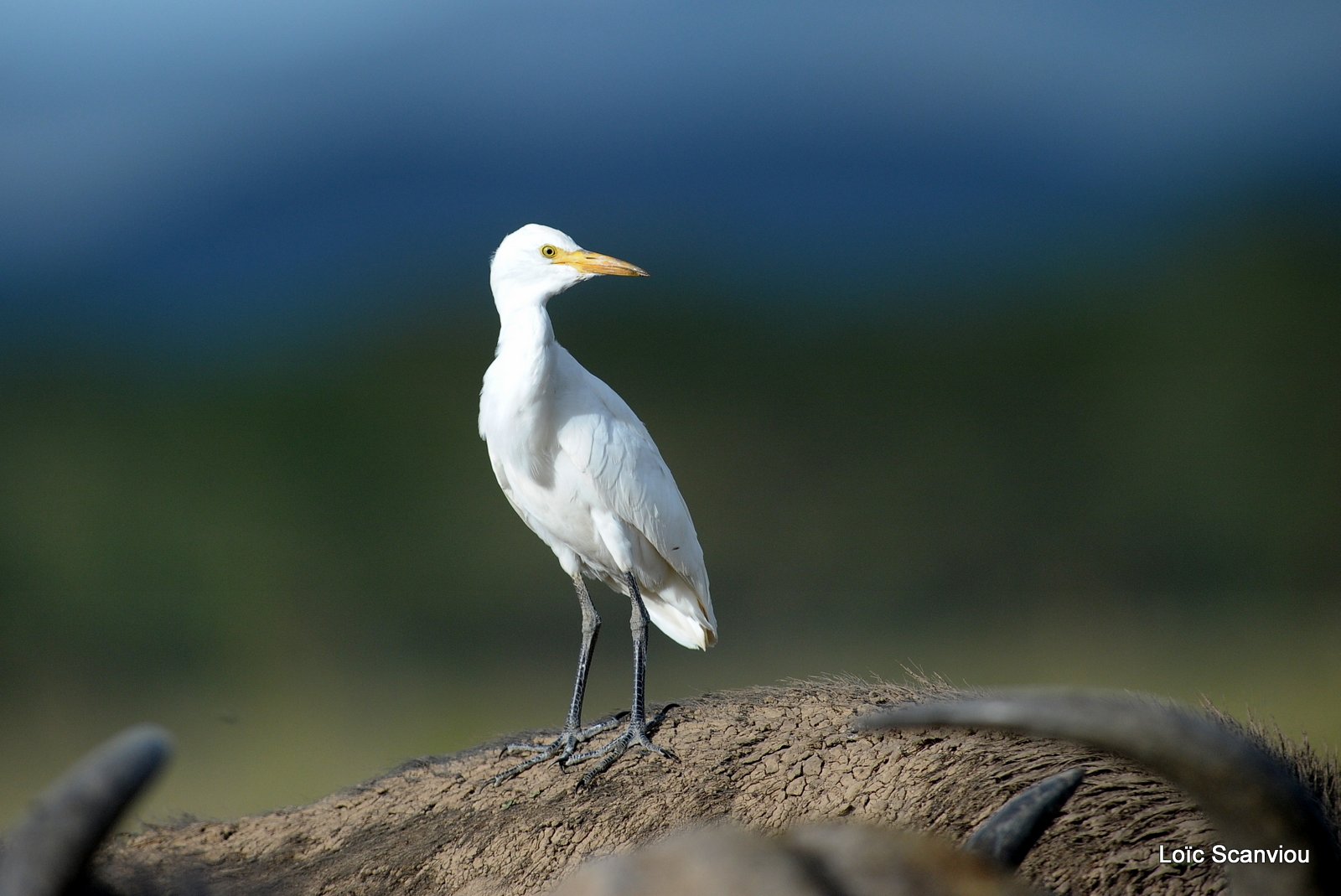 Héron garde-boeufs/Cattle Egret (1)