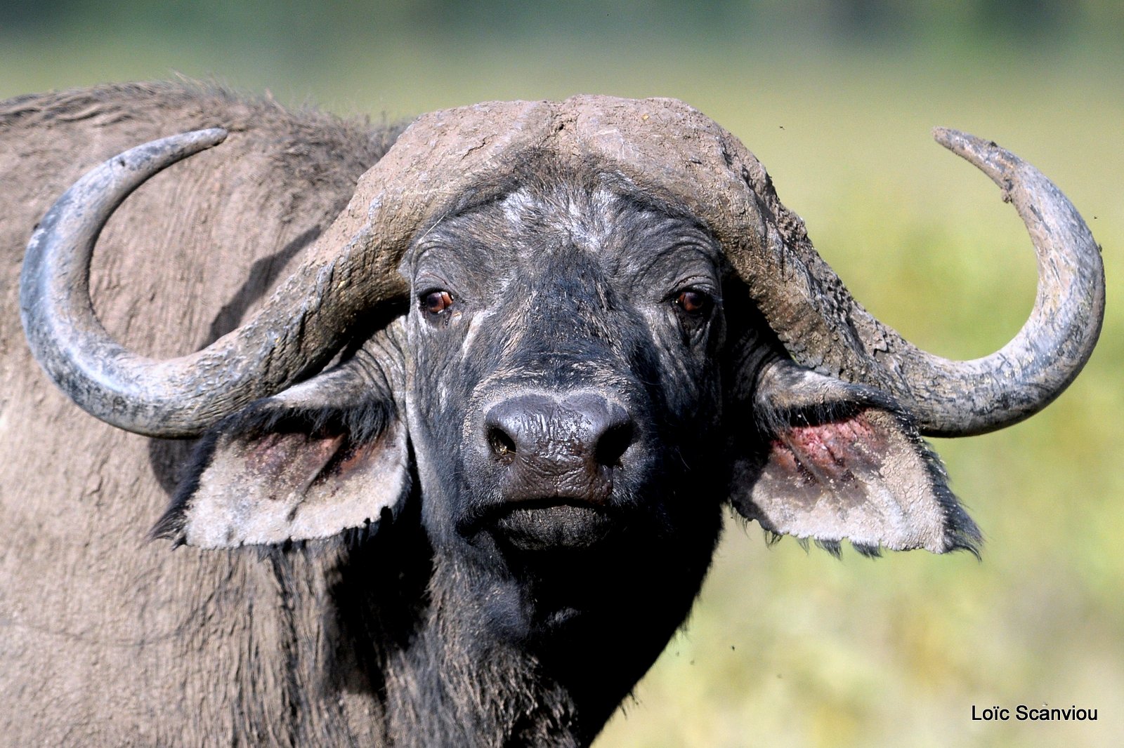 Buffle du Cap/Cape Buffalo (12)