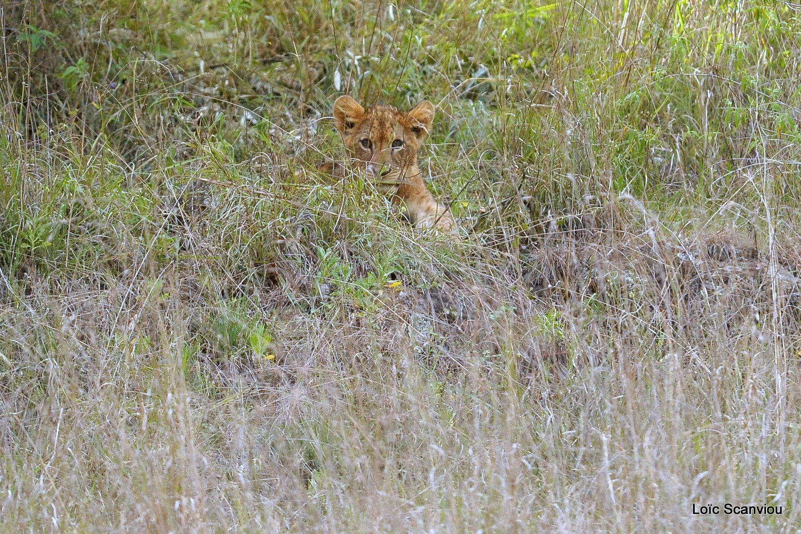 Lion (1)