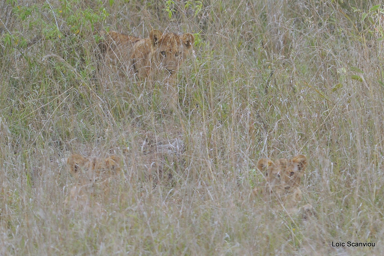 Lion (2)