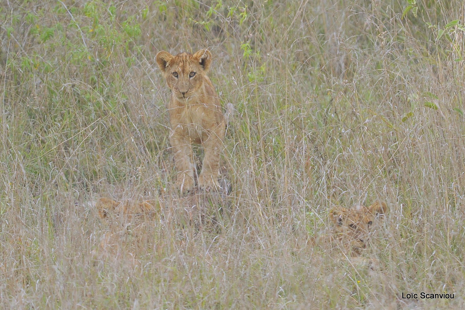 Lion (3)
